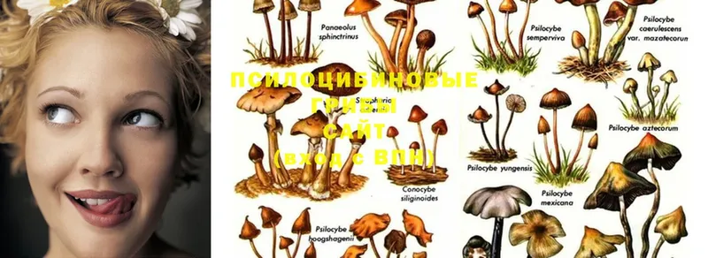 Псилоцибиновые грибы Magic Shrooms  Чишмы 